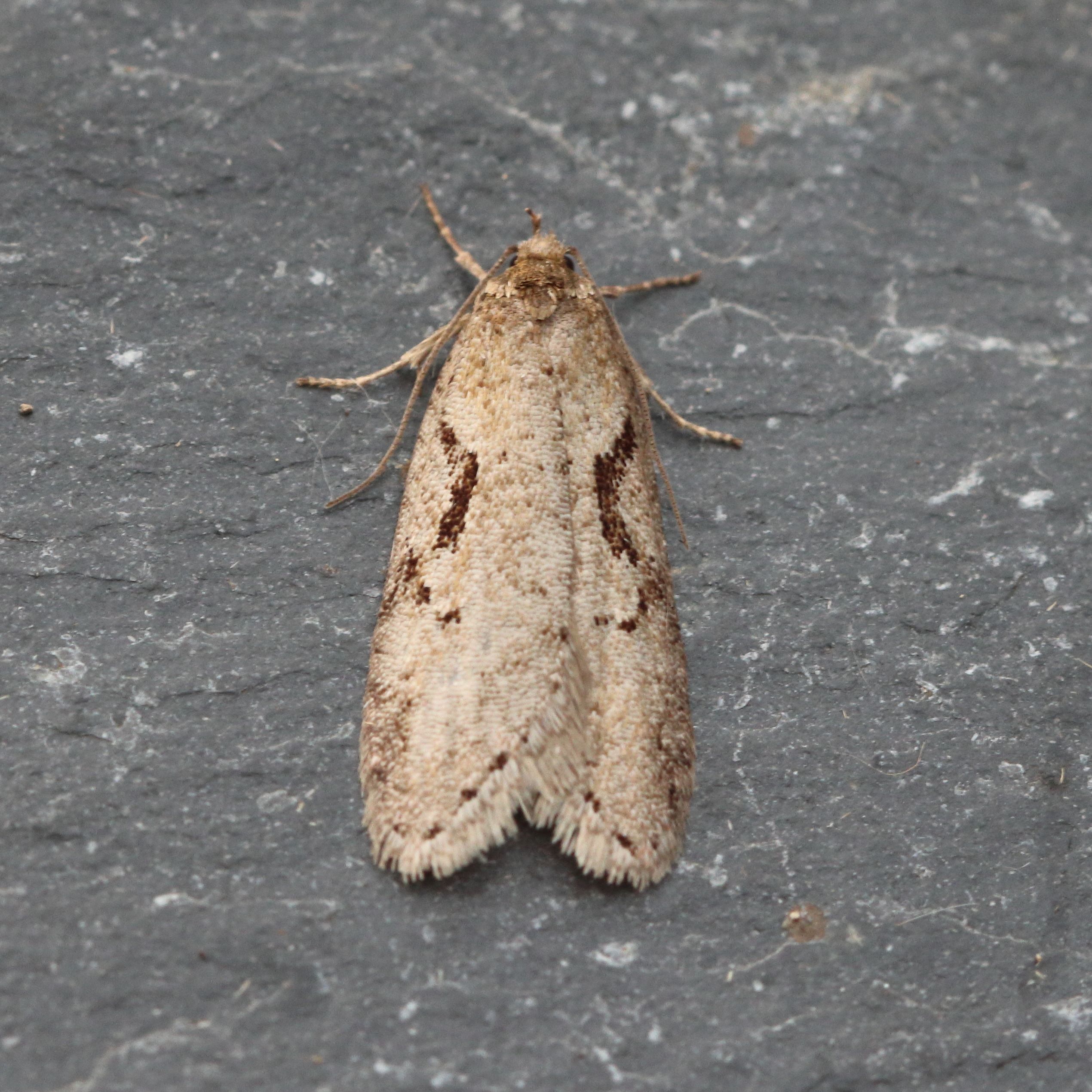 Photo of Dawn Flat-body (Semioscopis steinkellneriana)